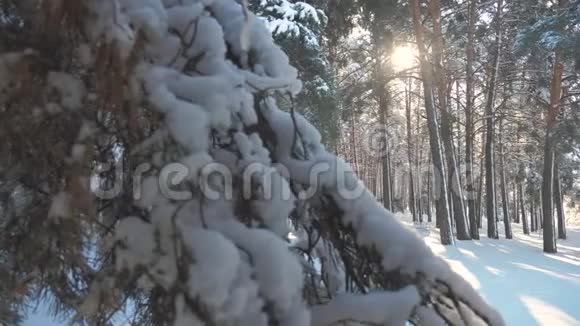 寒冷的一天在白雪皑皑的冬天底部看森林日落在美丽的风景中晒太阳冬天的松阳林视频的预览图