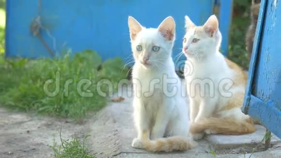 两个有趣的小猫坐着友谊家庭慢动作视频视频的预览图