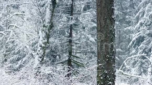 白雪皑皑的冬季森林视频的预览图