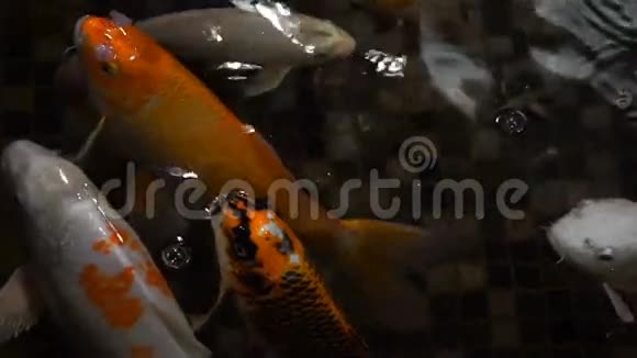 在一个大型水族馆特写镜头中拍摄鱼慢动作120fps视频的预览图