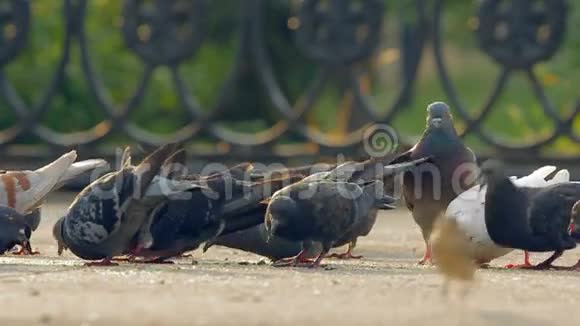 一群鸽子在城里吃面包屑视频的预览图