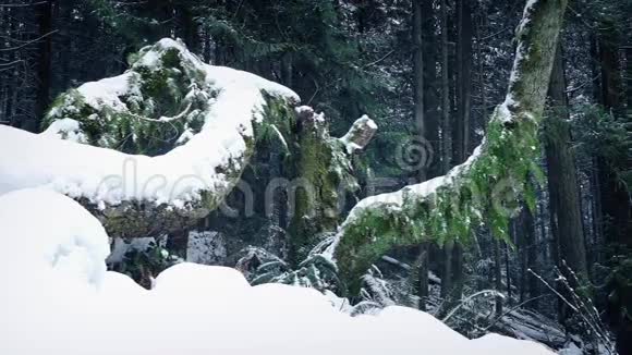 白雪覆盖的森林树木视频的预览图