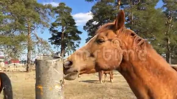 马在其他马的背景上舔一根混凝土杆吃草视频的预览图