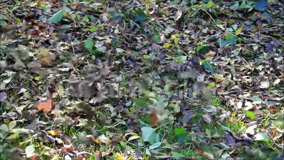 秋天树叶小草草坪视频的预览图