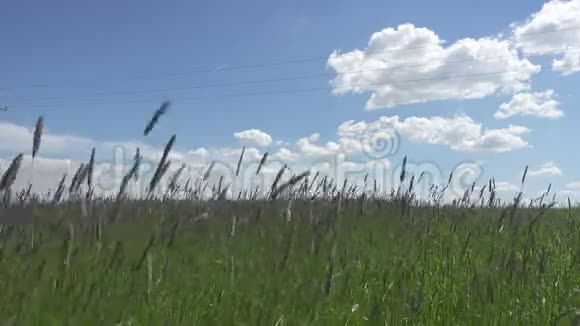 大风把田野里的蒂莫西草地变成了夏日的晴天视频的预览图