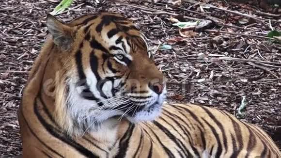苏门答腊虎画像视频的预览图