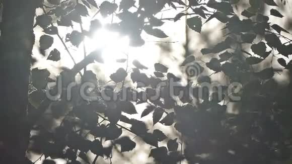 阳光透过桦树叶慢慢视频视频的预览图