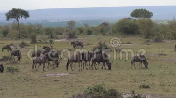 一群野生羚羊正在非洲保护区的大草原上放牧视频的预览图