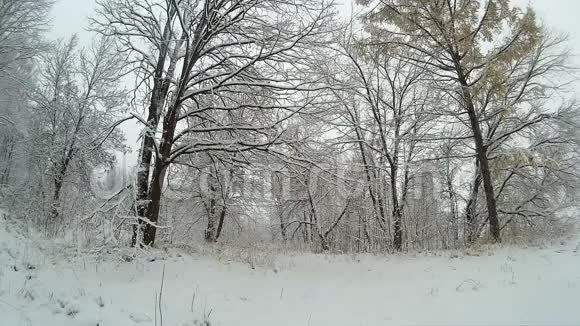 冬天森林里下雪大量的雪落在森林上视频的预览图