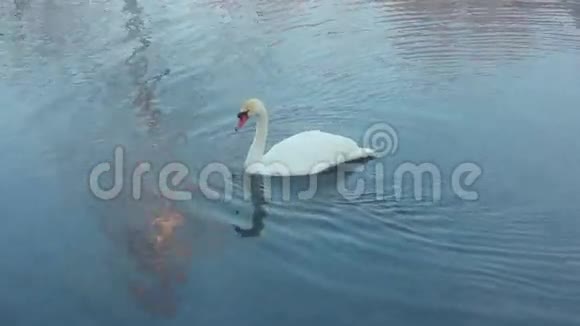 天鹅潜水潜水天鹅水鸟白天鹅在湖里游泳视频的预览图