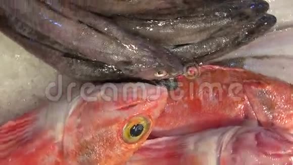 新鲜捕获的异国鱼类在鱼市展出视频的预览图