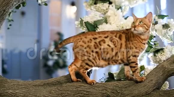 树上漂亮的孟加拉猫视频的预览图