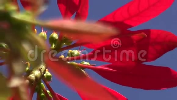 野生红花一品红在灌木丛中开花视频的预览图
