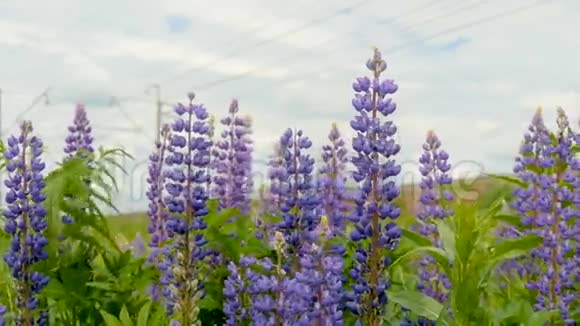 紫色羽扇豆在田野里盛开视频的预览图