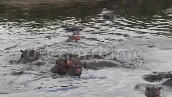 河马河马两栖动物群立于河中肯尼亚马赛马拉公园视频的预览图
