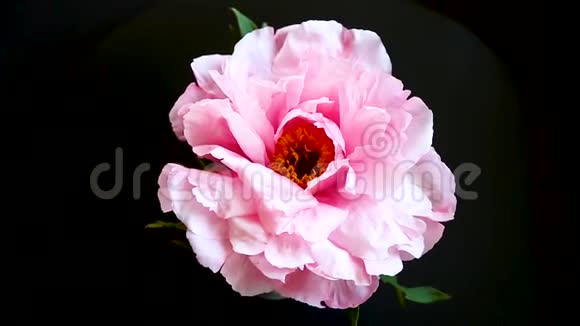 粉红色牡丹花芍药分离于黑色视频的预览图