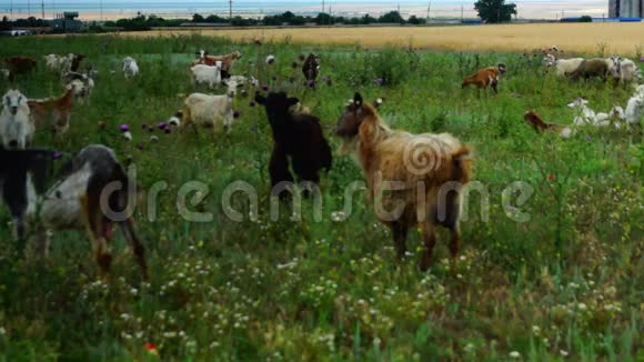 山羊在草地上用荆棘放牧视频的预览图