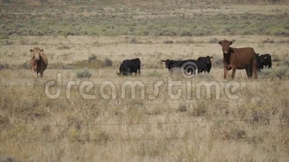 沙漠中的自由牧场牛群视频的预览图