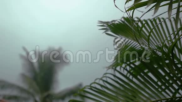 热带风和雨滴缓慢地落在绿色棕榈树叶子上1920x1080视频的预览图