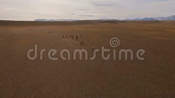 野马群在草地上奔跑视频的预览图