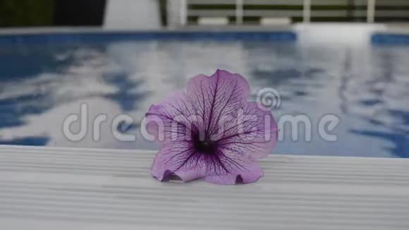 水背景上的紫花视频的预览图