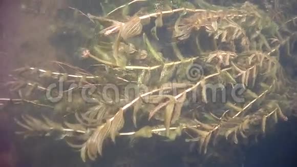 海草在河中摇摆视频的预览图