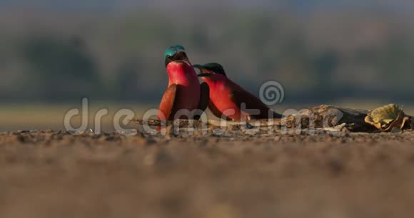 美丽的红鸟南方胭脂蜂食者鱼飞行并坐在筑巢的蜂群Mana池上视频的预览图