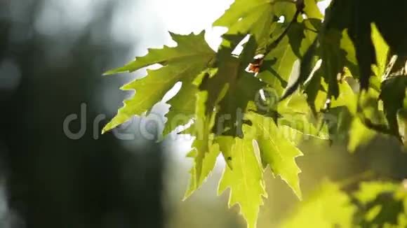 平面树的枝和叶走行视频的预览图