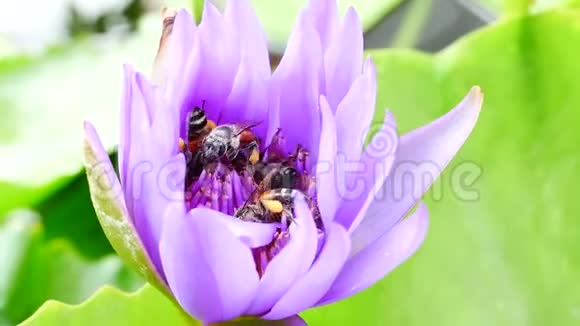 一朵紫色的莲花和蜜蜂视频的预览图