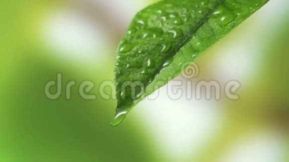 带有绿色背景的雨水滴叶视频的预览图