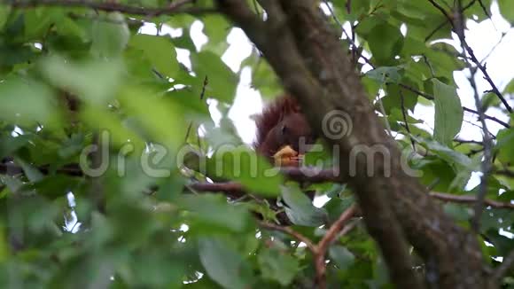 松鼠在树上啃坚果夏天公园视频的预览图