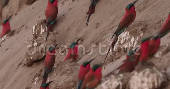 美丽的红鸟南方胭脂蜂食者鱼飞行并坐在筑巢的蜂群Mana池上视频的预览图