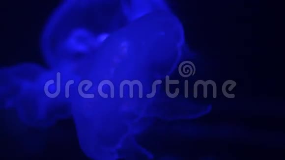 月亮水母游泳宏高清视频的预览图