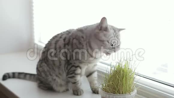 成年灰猫坐着在白色的背景上吃着新鲜的青草视频的预览图