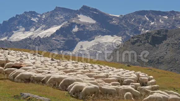 阳光明媚的一天美丽的高山全景羊群成群视频的预览图