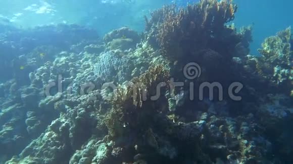 靠近水面的珊瑚礁视频的预览图