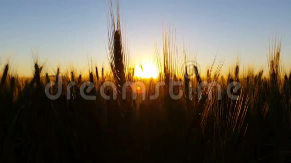 自然风景麦田温暖日落镜头耀斑视频的预览图