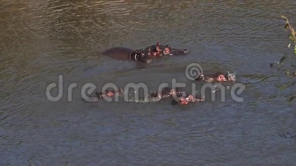 河马河马两栖动物群立于河中肯尼亚马赛马拉公园视频的预览图