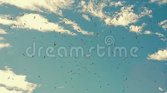 天空中成群的鸟视频的预览图
