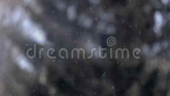近景雪落在树前焦点外视频的预览图