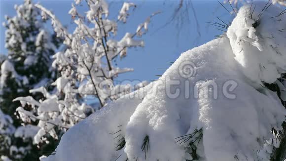冬季森林雪树枝蓝天视频的预览图