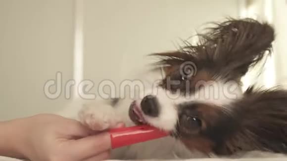 幼犬品种帕皮隆大陆玩具猎犬用牙刷刷牙库存录像视频的预览图