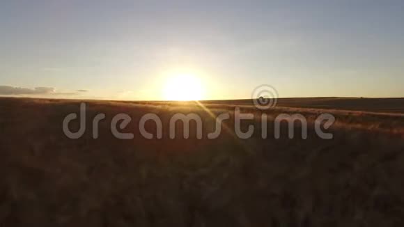 日落时飞越麦田视频的预览图