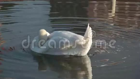 美丽的白天鹅视频的预览图