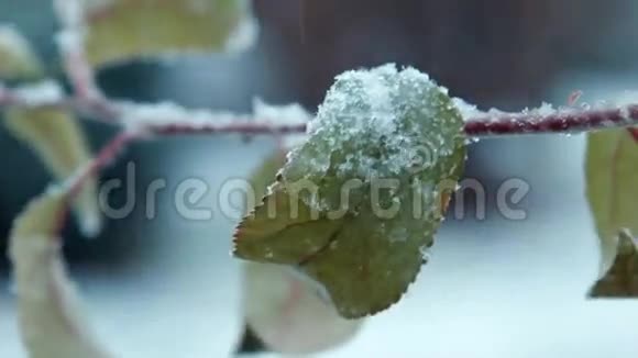 第一场雪落在树上的叶子上视频的预览图