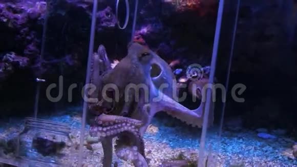 摩纳哥章鱼在水族馆里移动视频的预览图