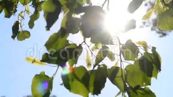 树枝上的叶子蓝天阳光视频的预览图