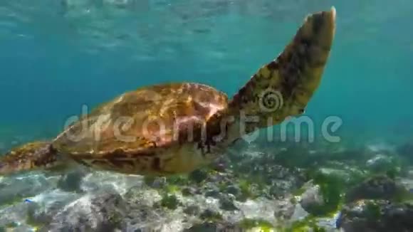 野海龟游到水面呼吸空气视频的预览图