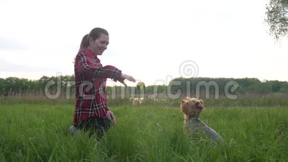 日落时分女孩和一只狗在大自然中玩耍狗约克郡的猎犬在玩捉生活方式在大自然中打球视频的预览图