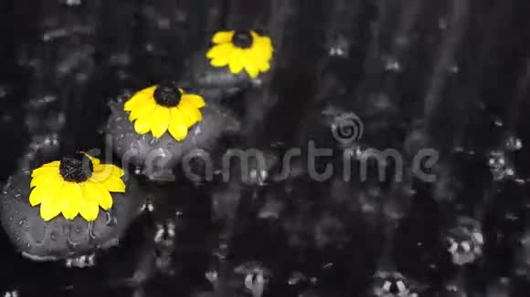 三块黑色的石头在雨中开着花视频的预览图